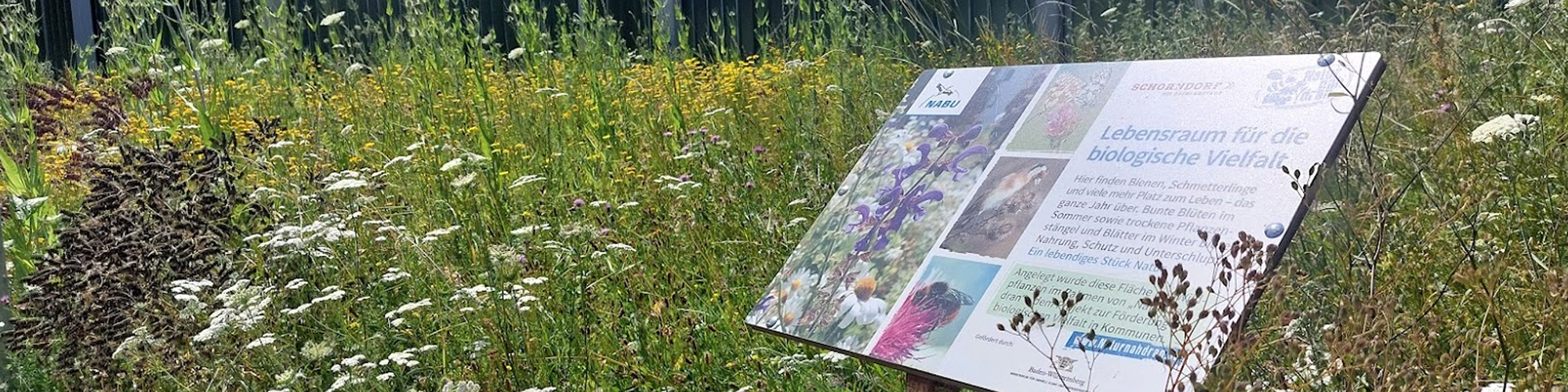 Wiese biologische Vielfalt