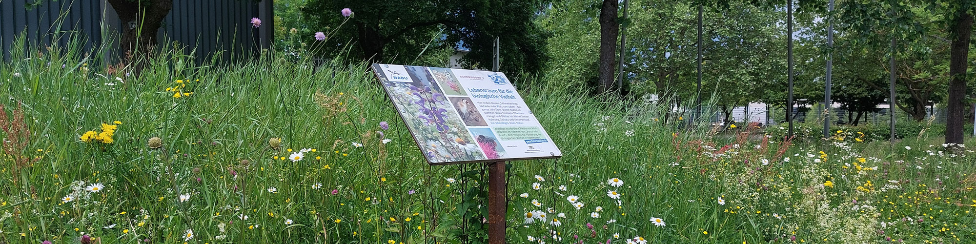 Blühwiese