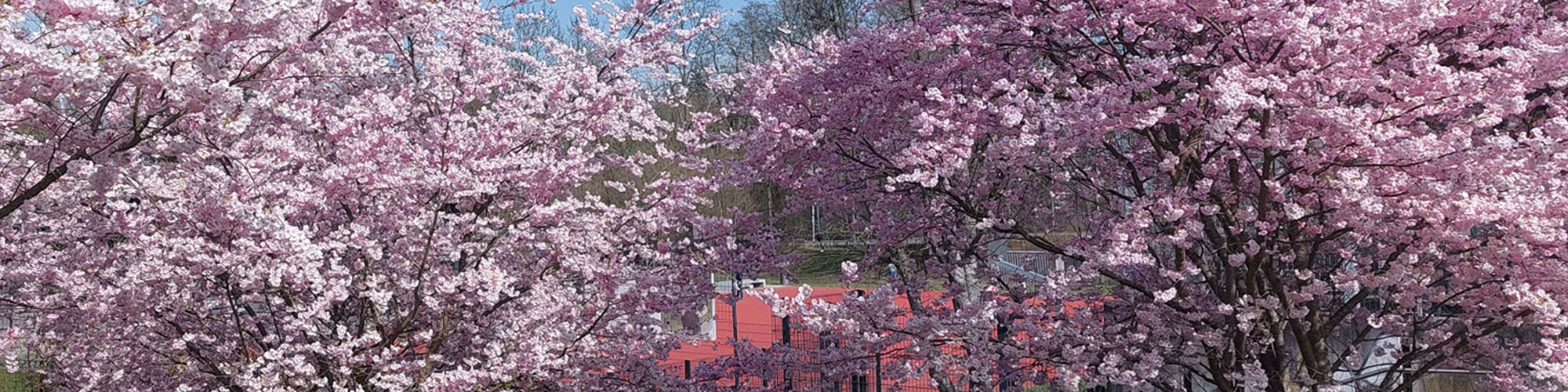 Blühende Bäume, im Hintergrund die Mensa