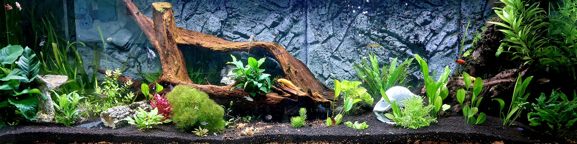 Aquarium